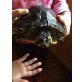 Gelbwangenschmuckschildkröten