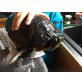 Gelbwangenschmuckschildkröten