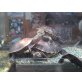 Gelbwangenschmuckschildkröten - weiblich