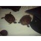 Gelbwangenschmuckschildkröten - weiblich