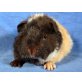 Gelda, Satin-US-Teddy - weiblich