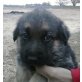 Gema, Schäferhund - Hündin