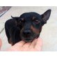 Genaro, Pinscher - Rüde
