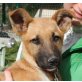 Genesis, Malinois Mix Welpen - Hündin