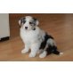 Genius, Australian Shepherd Dog Welpen - Rüde