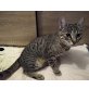 Genny, Mischling - Katze