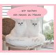 Geoffrey & Grand Chameur, Chinchilla-Perser - Kater