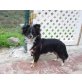 Georg, Jack russel-chihuahua - Rüde