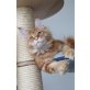 Georg, Maine Coon - Kater