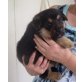 Georg, Schäferhund-Mix Welpen - Rüde