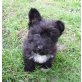Georg, Yorki-Westi-Mix - Rüde