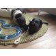 Georg und Candy, Burmakatze - Kater