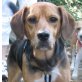 George, Beagle-Mischling - Rüde