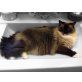 George & Indi, Ragdoll - Kater