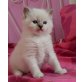 George, Ragdoll - Kater