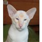 George, Siamesen - Kater