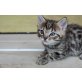 Georgi, Bengalkatze - Kater