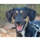 Georgia, zarter Dobermann Mix - Hündin