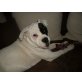 Georgie, American Bulldog Welpen - Hündin