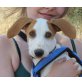 Georgie, Fox Hound Mix Welpen - Rüde