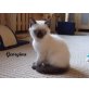 Georgina, Britisch Kurzhaarkatze - Katze