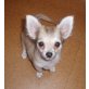 Georgina, Chihuahua kurzhaariger Schlag - Hündin
