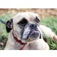 Geraldine , Bulldoggen Mischling Geraldine - Hündin