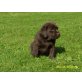 Geranjo, Labrador Retriever Welpen - Rüde