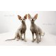 Gerard und Giullaume, Peterbald - Kater