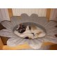 Gerettete Katzenbaby suchen ein neues Zuhause - Katze
