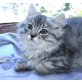 German Angora - Kater