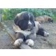 Germanische Bärenhunde Welpen - Rüde