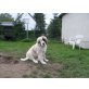 Germanischer Bärenhund Welpen - Hündin