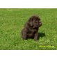 Gernjo, Labrador Retriever Welpen - Rüde