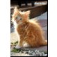 Gerome, Goofy, Norwegische Waldkatze - Kater
