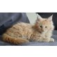 Geronimo, Maine Coon - Kater