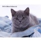Gerri, Britisch Kurzhaarkatze - Kater