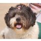 Gerry, Shi Tzu - Rüde
