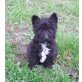 Gerry, Yorki-Westi - Rüde