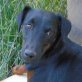 Gertrudis, Deutscher Jagdterrier - Hündin