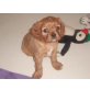Gery-Calimero, Cavalier King Charles Spaniel - Rüde