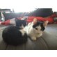 Geschwisterpaar sucht neues Zuhause - Katze