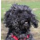 Gestine, Puli-Mix - Hündin