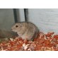 Gesucht, Steppenlemminge - männlich