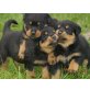 Gesunde und wesensstarke Rottweilerwelpen, Rottweiler Welpen - Rüde