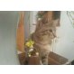 Getigerte Schmusekätzchen  - Katze