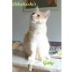 Getty, Maine Coon - Kater