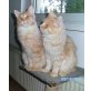 Getty und Gal, Maine Coon - Kater