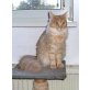 Gettysburg Symphony, Maine Coon - Kater