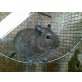 Gewöhnlicher Degu
